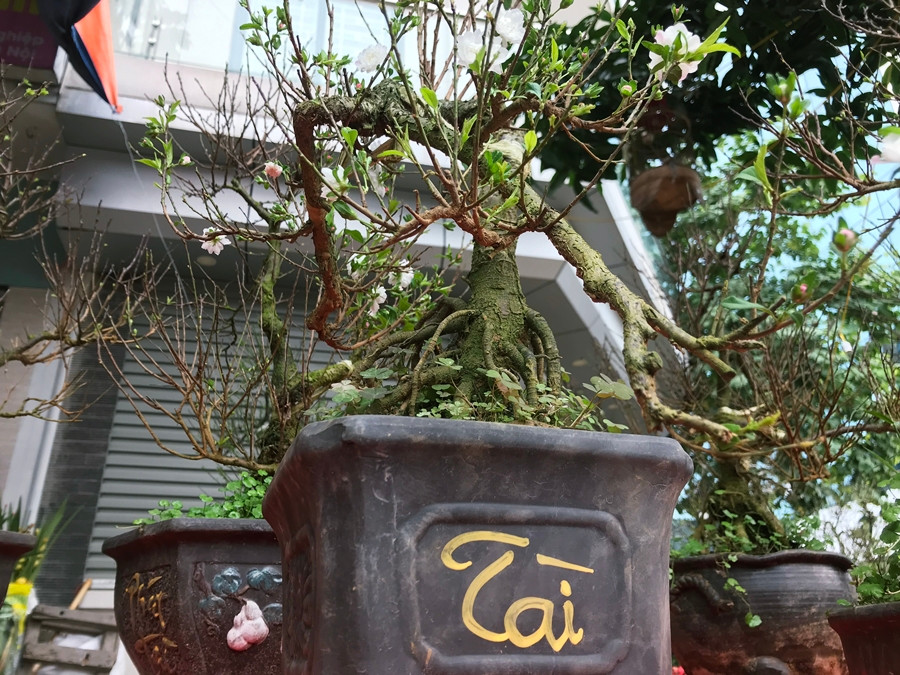 Anh Quân (nhà vườn) cho biết, một cây mai trắng nhỏ, thấp sẽ được bán với giá từ 2-4 triệu Theo anh Quân (chủ hàng), mai trắng có giá đắt đỏ như vậy bởi đây là giống cây quý, đứng đầu các loài mai. Cây chỉ sống ở những nơi có mùa đông lạnh, sức sống phi thường với thân cây đen, gốc xù xì, bông trắng muốt với nhiều tầng cánh.
