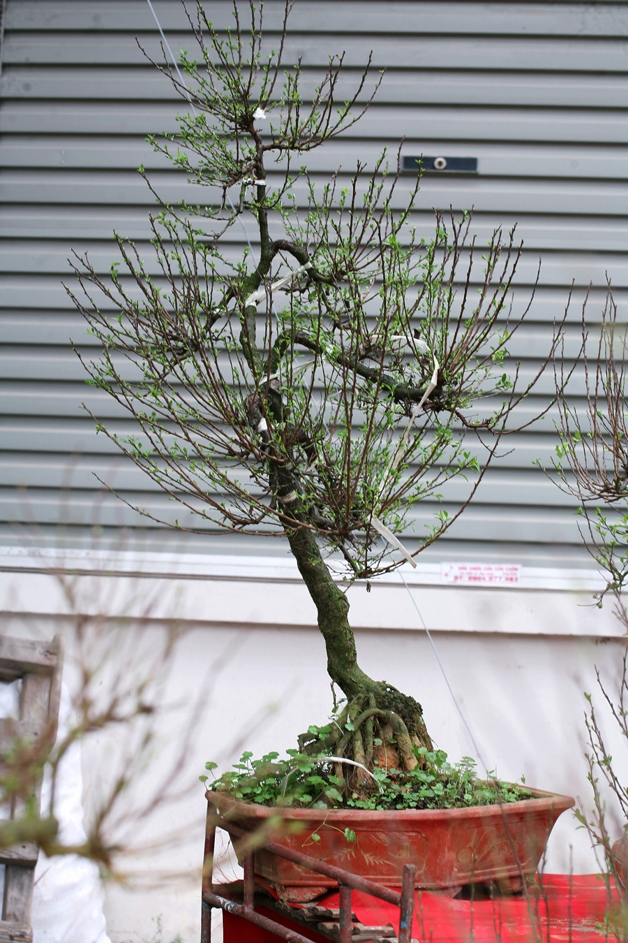 Một số cây khác được chủ vườn uốn cành, tạo dáng để thế cây đẹp hơn.