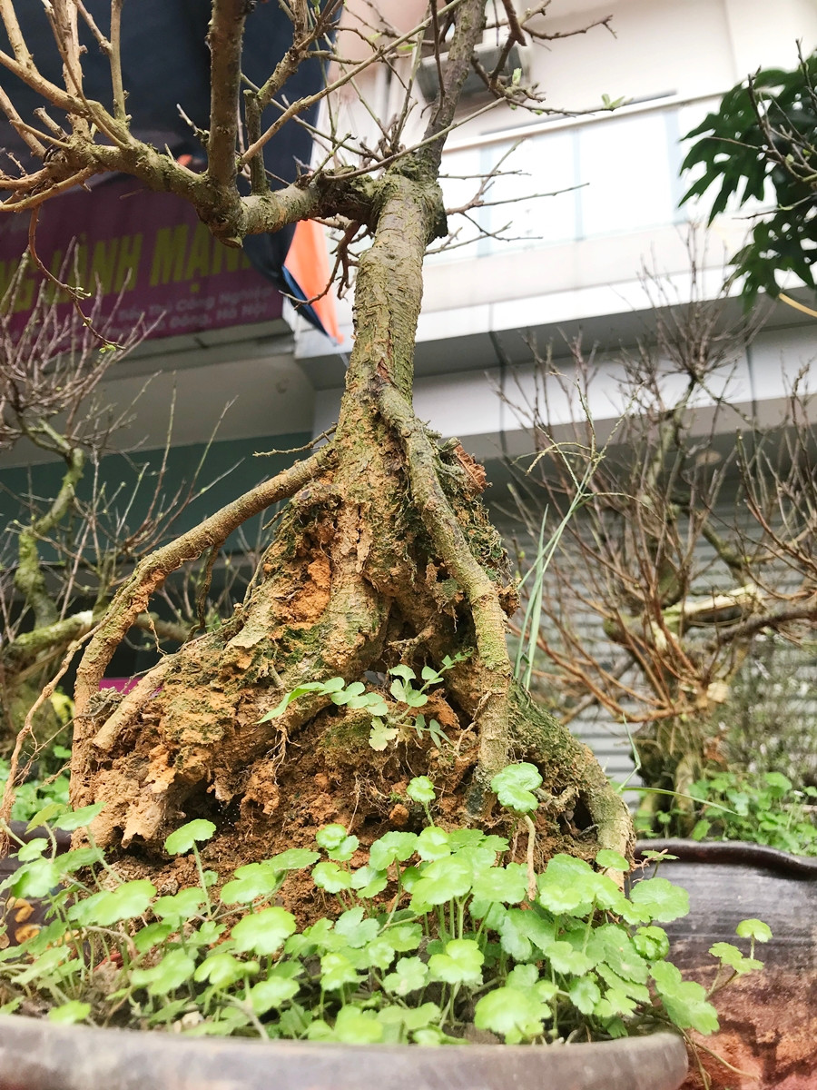 Tuổi cây càng cao, nở nhiều hoa càng có giá.