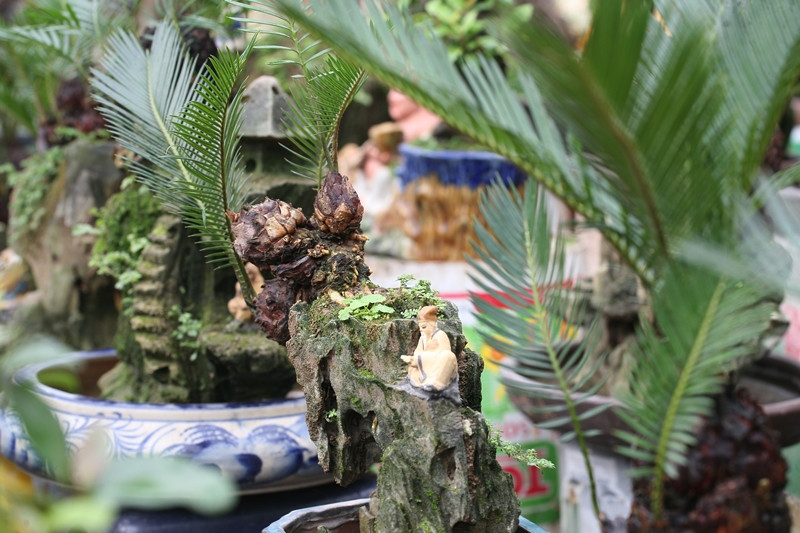 Theo ông Toàn, giá bán của mỗi chậu cây vạn tuế mini bonsai còn phải tùy thuộc vào độ tuổi, thế và dụng ý của cây.