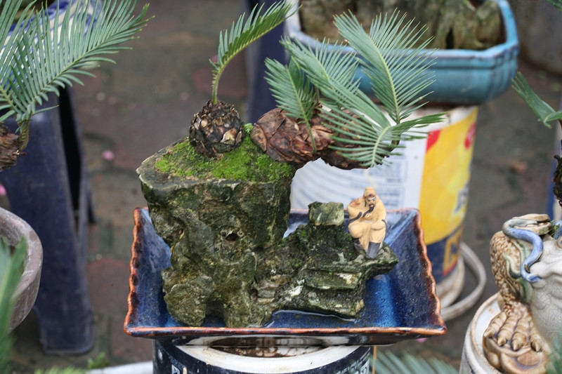 Mặc dù mang hình dáng nhỏ bé nhưng những gốc vạn tuế mini này đang thu hút sự quan tâm của nhiều người dân Hà Nội khi đến khu vực chợ hoa trên đường Lạc Long Quân dịp Tết Nguyên đán 2020.