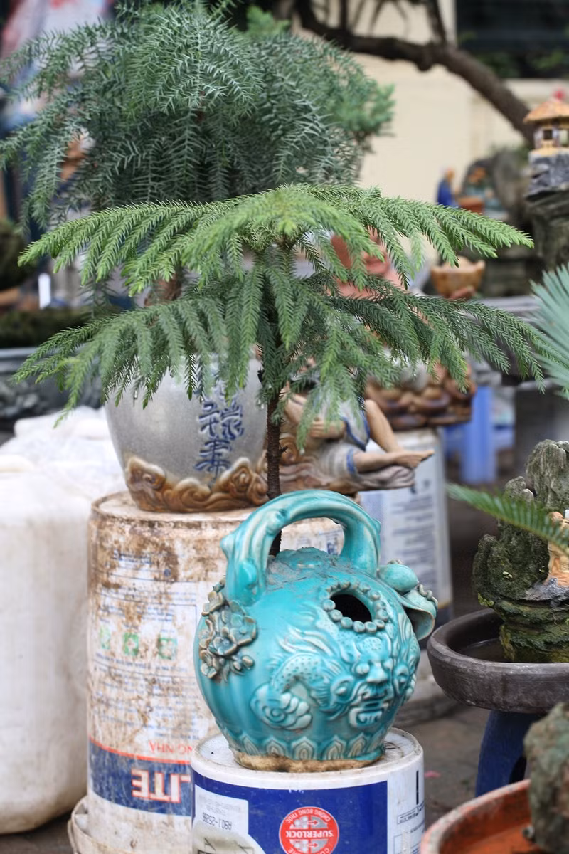 Không chỉ bày bán vạn tuế mini bonsai, ông Toàn còn bày bán khá nhiều chậu cây Tùng mini được trồng trong các bình ấm sứ hoặc là trên đá.