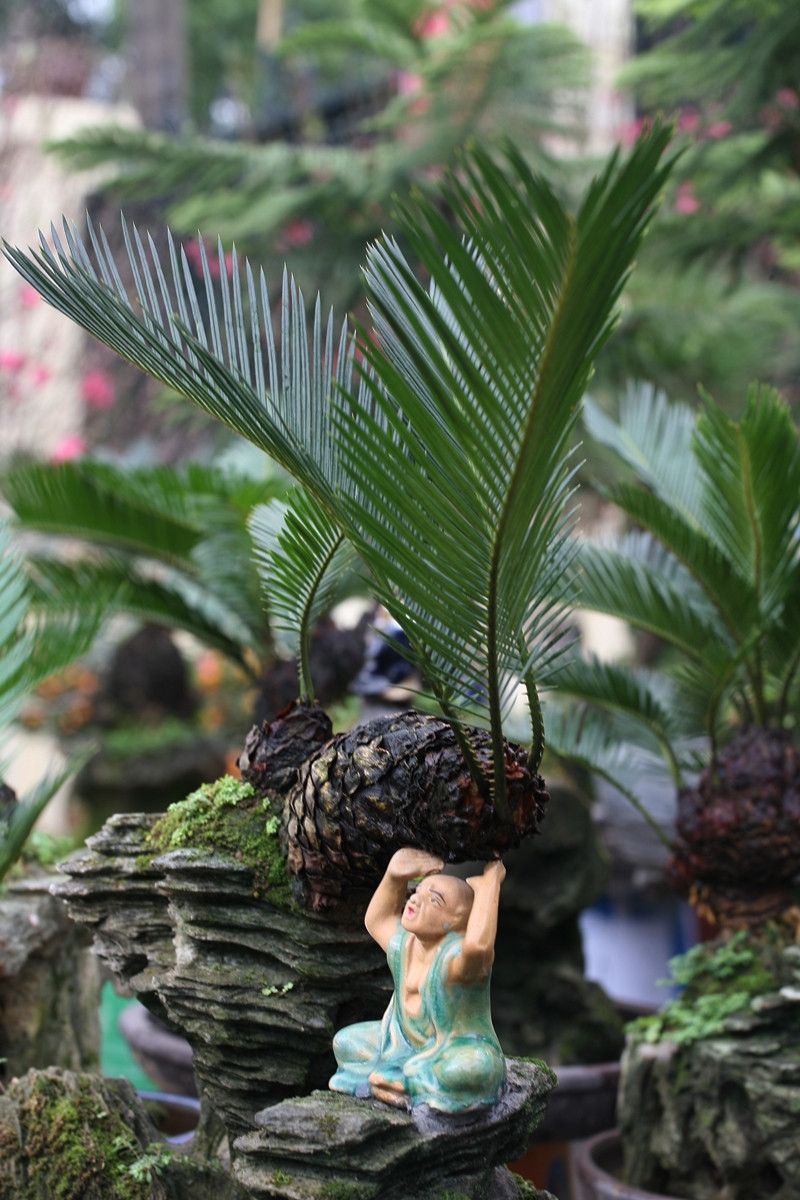 Ông Toàn cho biết, phải mất khoảng thời gian từ 5 đến 10 năm mới tạo ra được một cây vạn tuế bonsai như thế này. Đó là chưa kể đến công đoạn cắt tỉa, uốn nắn cây theo dụng ý.