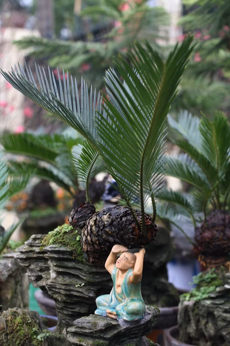 Ông Toàn cho biết, phải mất khoảng thời gian từ 5 đến 10 năm mới tạo ra được một cây vạn tuế bonsai như thế này. Đó là chưa kể đến công đoạn cắt tỉa, uốn nắn cây theo dụng ý.