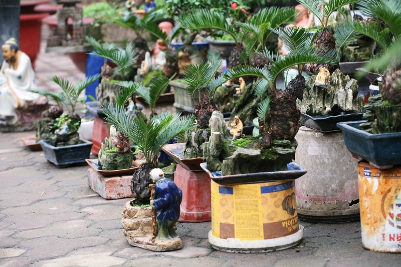 Van tue bonsai choi Tet co truyen gia ca chuc trieu dong/chau