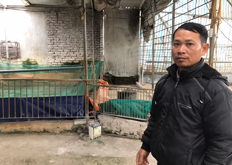Ha Noi: Nguoi dan “dai co” cho tien ho tro 200 con lon dich ta chau Phi-Hinh-2
