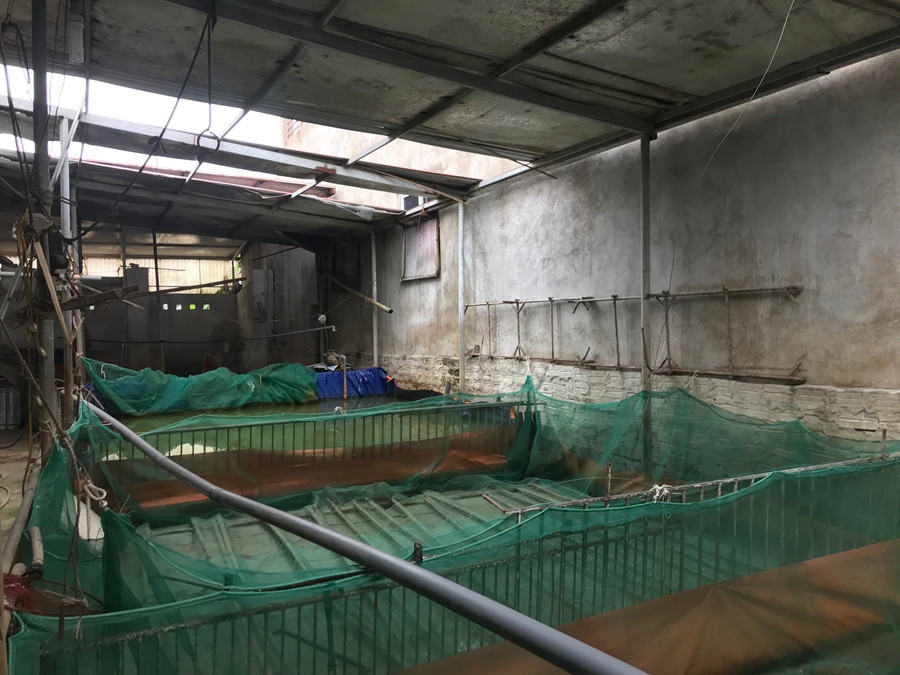 Ha Noi: Nguoi dan “dai co” cho tien ho tro 200 con lon dich ta chau Phi