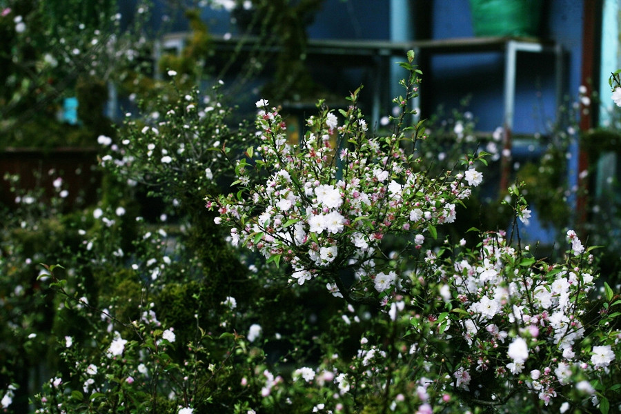 Những bông mai trắng muốt bung nở tuyệt đẹp giữa Thủ đô những ngày cận Tết Nguyên đán Canh Tý 2020.