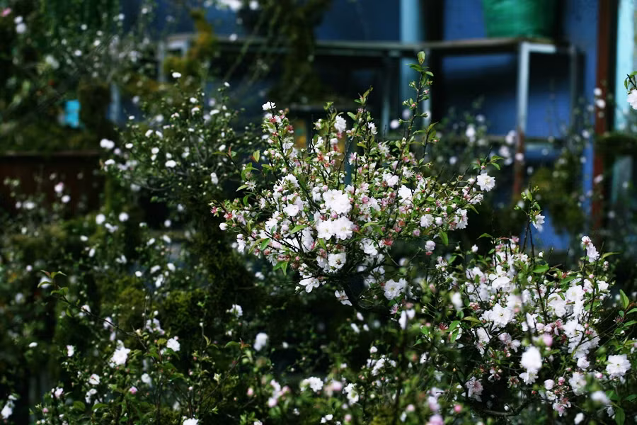 Những bông mai trắng muốt bung nở tuyệt đẹp giữa Thủ đô những ngày cận Tết Nguyên đán Canh Tý 2020.