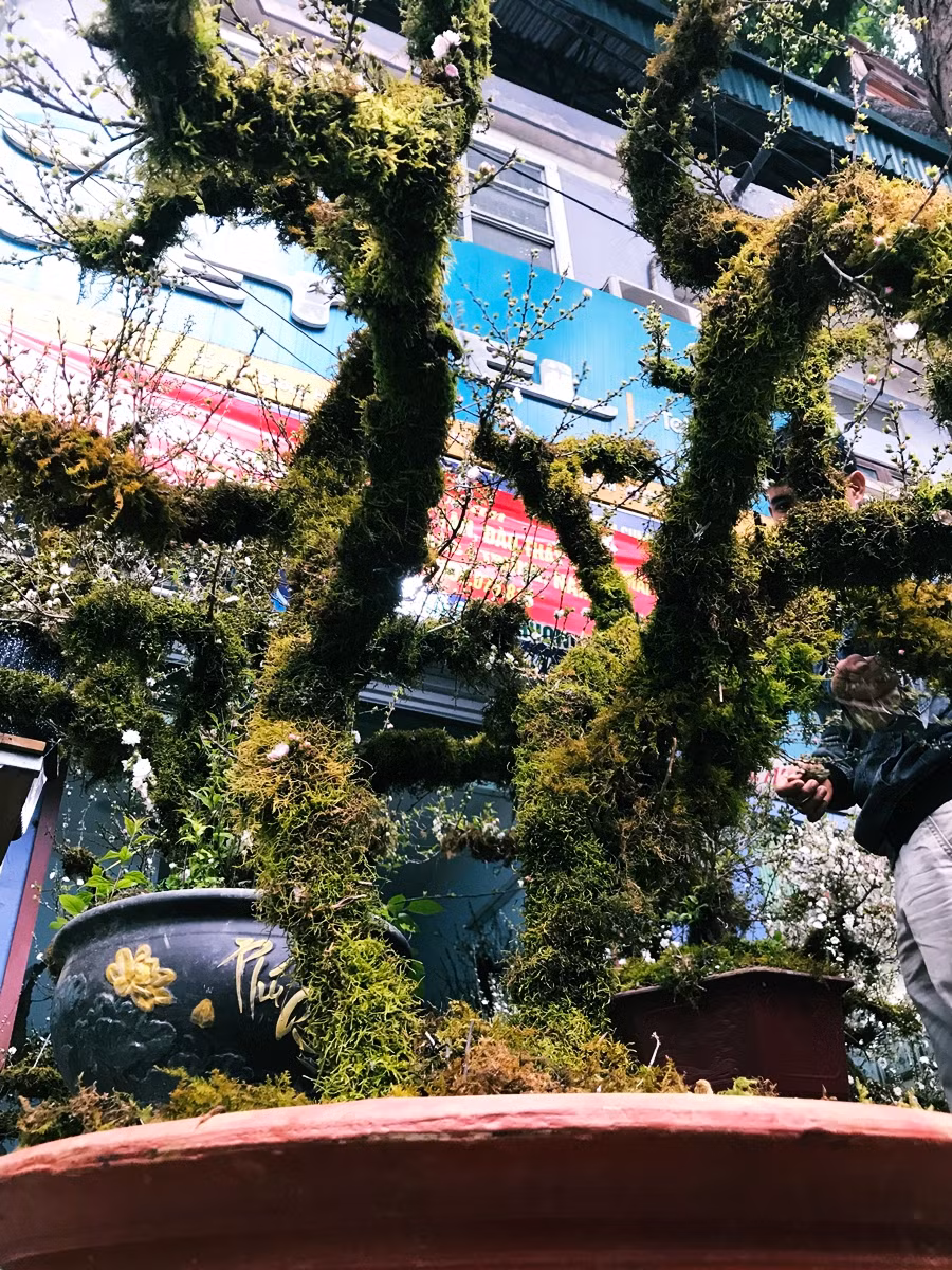 Theo người bán, mỗi gốc nhất chi mai tại khu vực chợ hoa Hoàng Hoa Thám đều có tuổi đời từ vài năm đến hàng chục năm. Để tạo nên sự khác biệt, những gốc nhất chi mai đã được nhà vườn phủ rêu khắp thân.