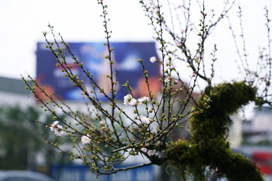 Người bán cho biết, cây mai trắng phủ rêu nhìn sẽ đẹp hơn, giá thành cũng cao hơn so với những cây mai trắng bình thường. Tuy nhiên, giá bán thì phải tùy thuộc vào tuổi đời, dáng, kích thước và thế của cây, có thể giá sẽ giao động từ 1,2 triệu đồng/cây nhỏ và 30-40 triệu đồng/cây lớn, thậm chí có cây giá lên cao hơn nữa.