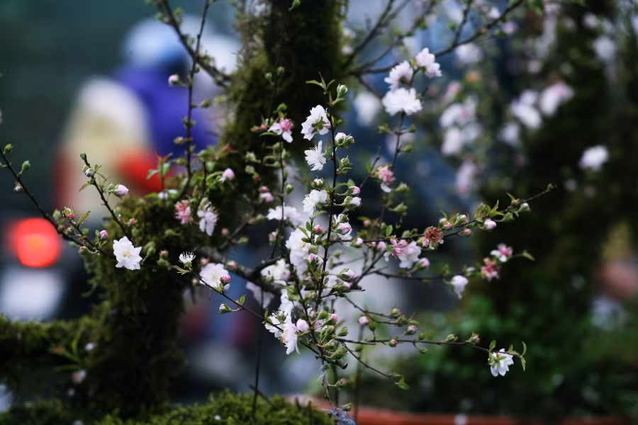 Những cây nhất chi mai với rêu xanh phủ khắp thân, hoa nở chi chít và nụ bé xíu.