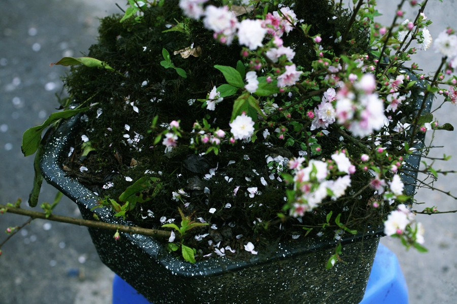 Chỉ cây nhất chi mai mới tái nở hoa vào tháng hai (Âm lịch), sau khi tàn đợt nở đón xuân.