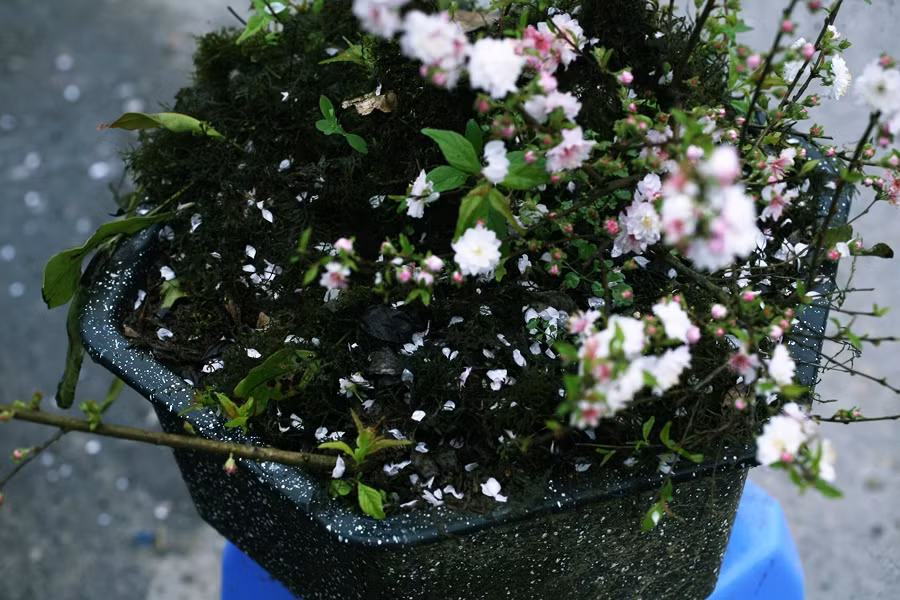 Chỉ cây nhất chi mai mới tái nở hoa vào tháng hai (Âm lịch), sau khi tàn đợt nở đón xuân.