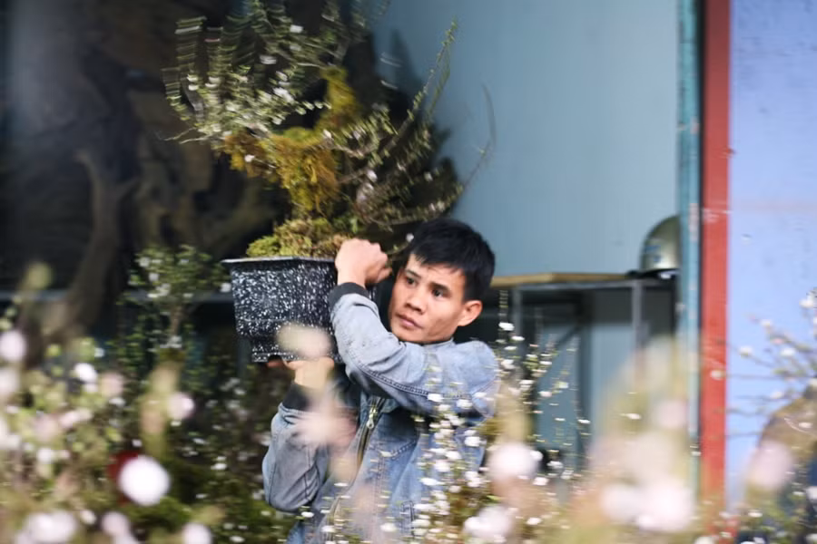 Người bán tấp nập, nhưng cũng rất cẩn thận khi bê từng chậu nhất chi mai ra bày bán.