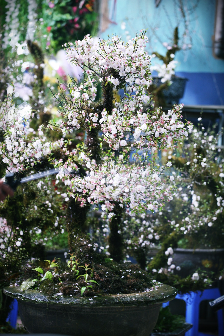 Nhất chi mai hay còn được gọi là mai trắng. Loài mai này rất quý hiếm, chỉ sống ở những nơi có mùa đông và giá lạnh. Đặc biệt, mai trắng chỉ khoe sắc một lần trong năm, có màu hoa trắng tinh khiết, thân cây mộc mạc rêu phong là đặc điểm dễ dàng nhìn thấy.