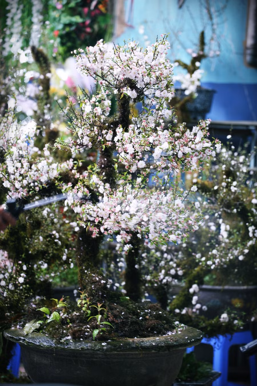 Nhất chi mai hay còn được gọi là mai trắng. Loài mai này rất quý hiếm, chỉ sống ở những nơi có mùa đông và giá lạnh. Đặc biệt, mai trắng chỉ khoe sắc một lần trong năm, có màu hoa trắng tinh khiết, thân cây mộc mạc rêu phong là đặc điểm dễ dàng nhìn thấy.