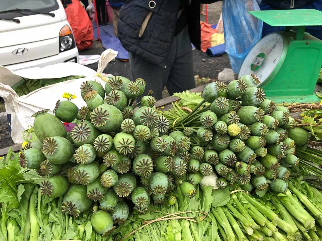 Quả thuốc phiện nằm trên bó rau cải. Ảnh: Nguyễn Duy