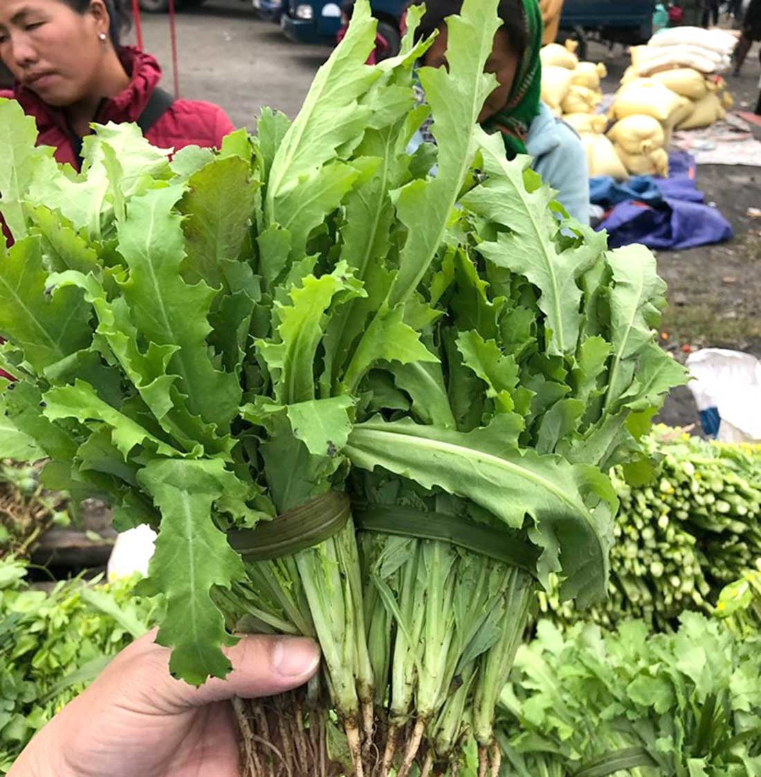 Lá cây thuốc phiện. Ảnh: Nguyễn Duy