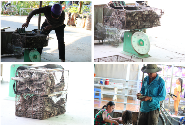 Hoạt động mua bán và trao đổi chuột sôi nổi nhất vào thời gian từ 5 giờ đến 9 giờ sáng. Từ 5 giờ sáng những người hành nghề bắt chuột từ khắp nơi đổ về đây để nhập chuột cho các thương lái.