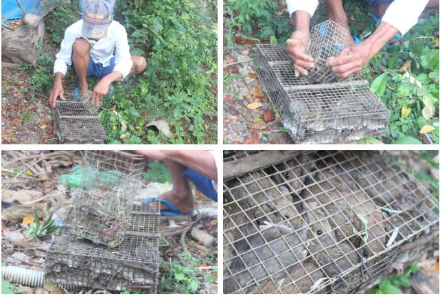 Phóng viên báo Lao động và Xã hội (Báo điện tử Dân sinh) theo chân thợ "săn" chuột đồng.