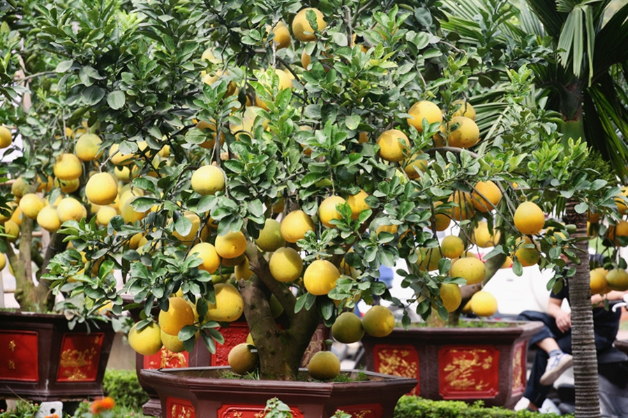 Theo lời chủ vườn, để có được những lứa bưởi Diễn cảnh sai trĩu quả như thế này sẽ phải kỳ công chăm sóc từ 2 đến 3 năm với nhiều công đoạn khác nhau. Tuy nhiên, nếu nắm bắt được tốt kỹ thuật chăm sóc thì mọi việc trở nên dễ dàng hơn.