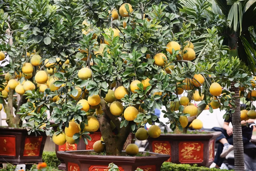 Theo lời chủ vườn, để có được những lứa bưởi Diễn cảnh sai trĩu quả như thế này sẽ phải kỳ công chăm sóc từ 2 đến 3 năm với nhiều công đoạn khác nhau. Tuy nhiên, nếu nắm bắt được tốt kỹ thuật chăm sóc thì mọi việc trở nên dễ dàng hơn.