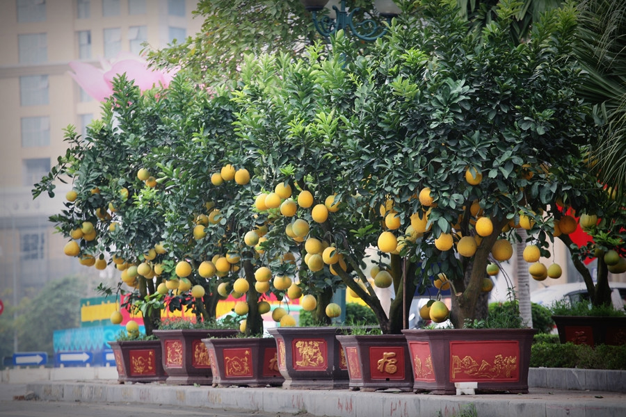 Năm nay, để phục vụ nhu cầu chơi Tết sớm của người dân, tại vườn hoa Lạc Long Quân nhiều chủ vườn bày bán bưởi cảnh từ những ngày đầu tháng 1/2020.