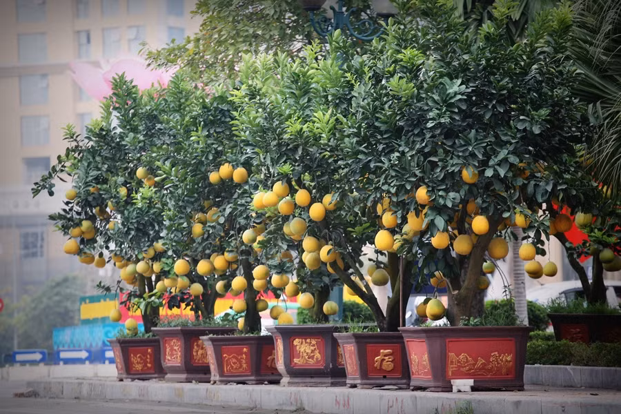 Năm nay, để phục vụ nhu cầu chơi Tết sớm của người dân, tại vườn hoa Lạc Long Quân nhiều chủ vườn bày bán bưởi cảnh từ những ngày đầu tháng 1/2020.