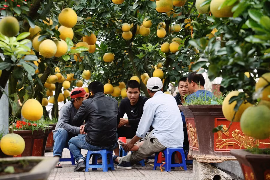 Ghi nhận của PV cho thấy, những cây bưởi có mức giá từ 5 - 10 triệu đồng/cây ở đây là lựa chọn nhiều nhất đối với người dân.