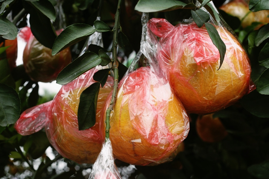 Từng trái bưởi được bọc, dính một cách cẩn thận, tránh bị rơi rụng.