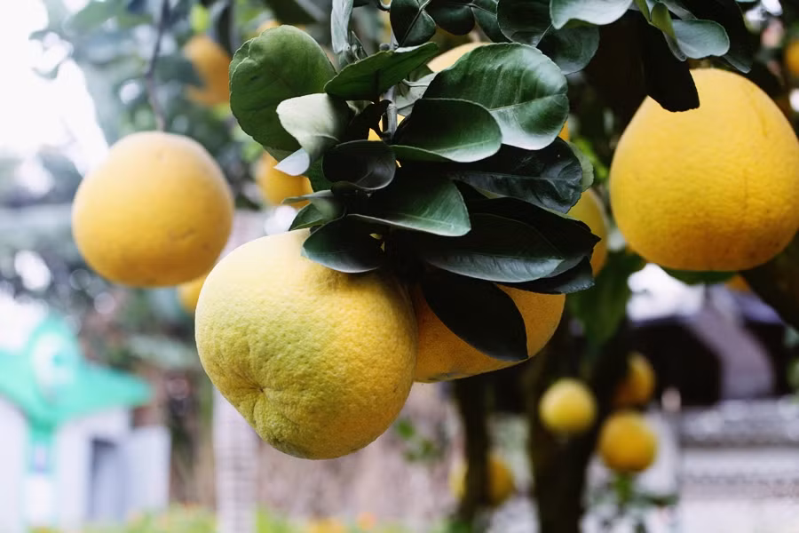 Hầu hết những cây bưởi cảnh được bày bán ở đây đều sai trĩu quả.