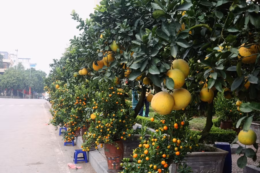 Những trái bưởi vàng ươm còn được xếp xen kẽ với những cây quất phục vụ nhu cầu chơi Tết của người dân rất bắt mắt.