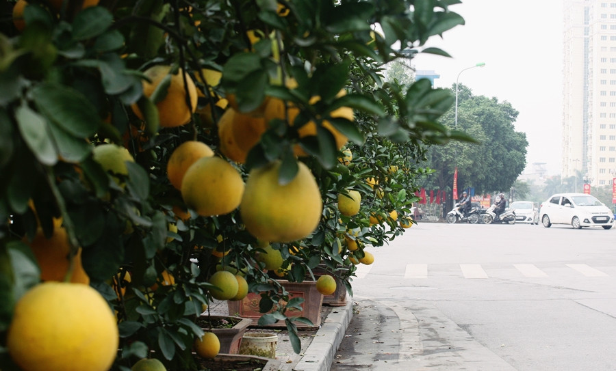 Phần lớn các cây bưởi cảnh ở khu vực vườn hoa Lạc Long Quân là bưởi Diễn ghép vận chuyển từ xã Song Phương, huyện Hoài Đức, TP Hà Nội.