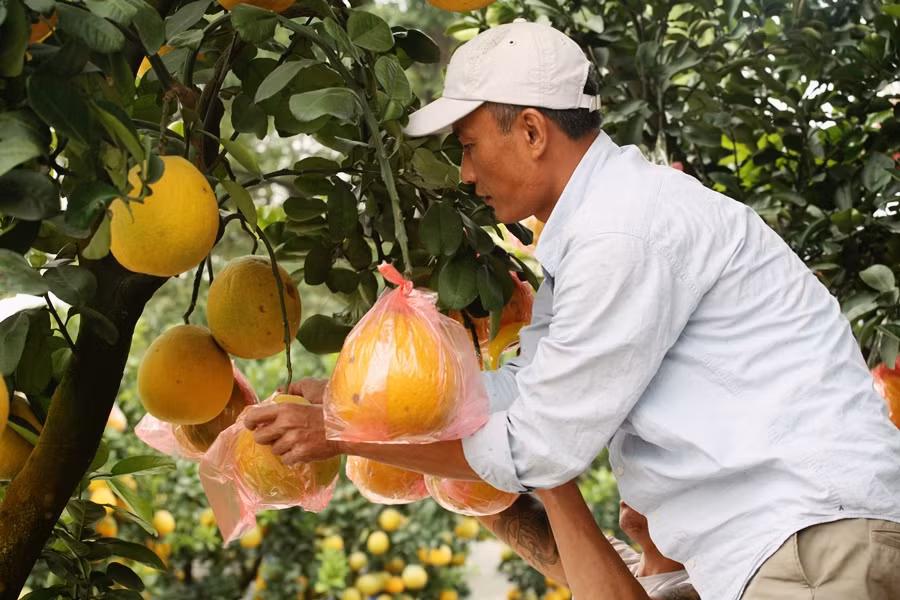 Những trái bưởi được bọc lót bằng túi nilon cẩn thận…