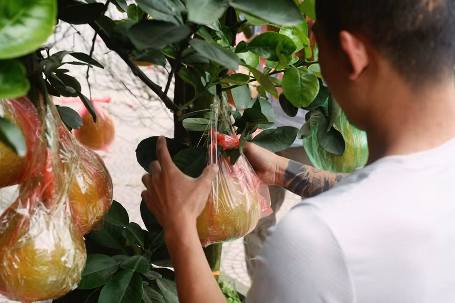 …hoặc dán băng dính để giữ cho trái khỏi bị rụng trước khi vận chuyển đến cho khách hàng.