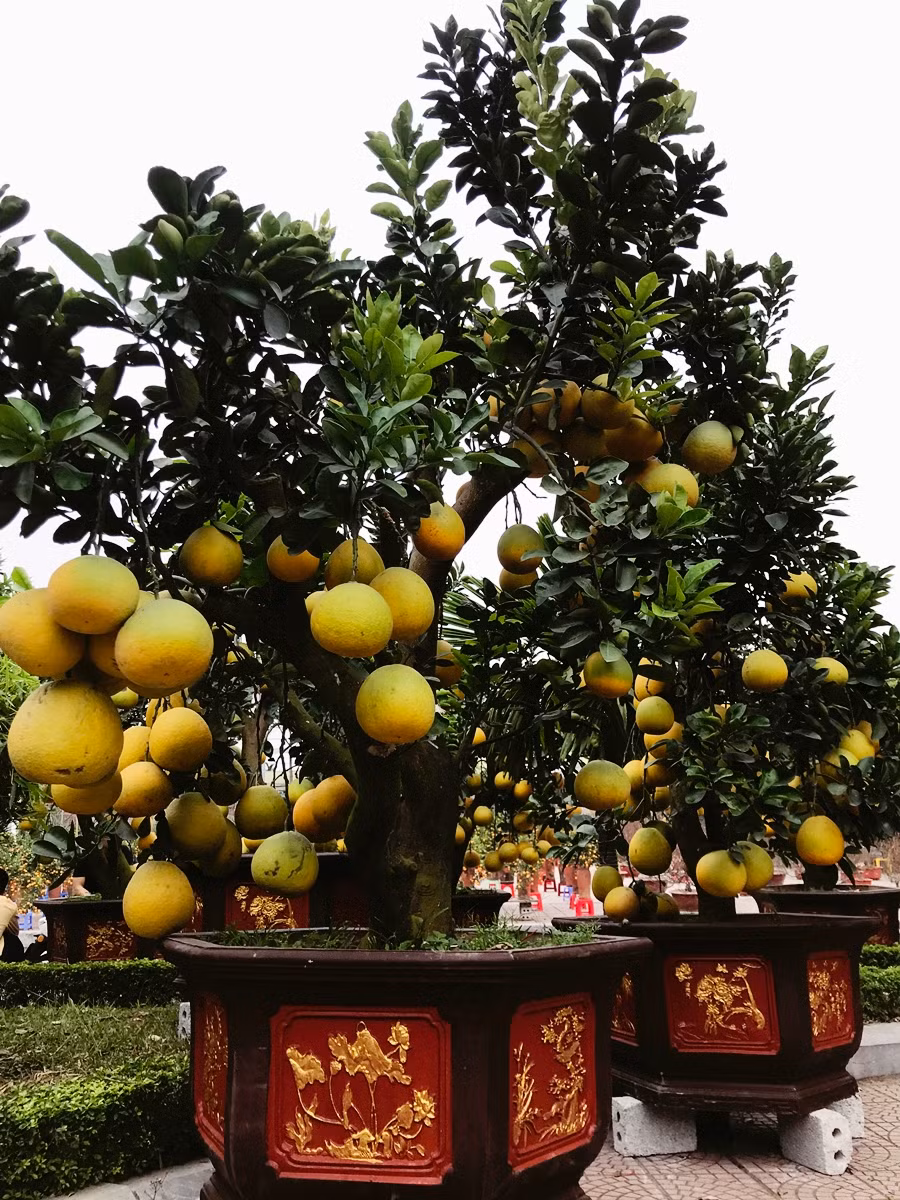 Một chủ vườn ở đây chia sẻ, dịp Tết năm nào gia đình anh cũng vận chuyển khoảng trên 100 cây bưởi Diễn cảnh từ xã Song Phương lên đây bán. Giá bưởi cảnh năm nay giao động từ mấy triệu đồng/cây nhỏ, trung bình thì 10 - 15 triệu đồng/cây. Đối với những cây to được bán từ 40-50 triệu đồng/cây.