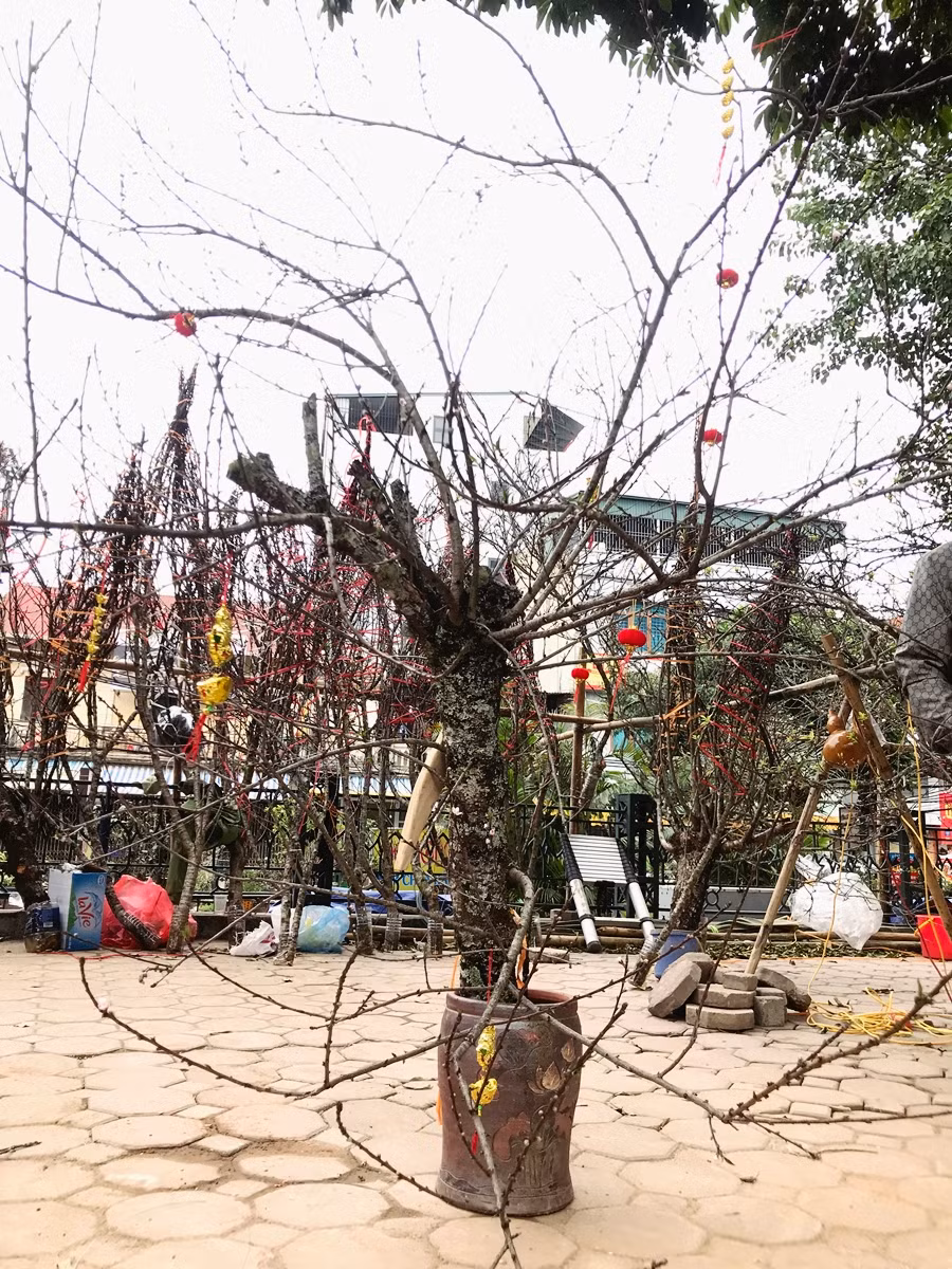 Ghi nhận của PV Kiến Thức sáng ngày 12/1, trên đoạn đường Vạn Phúc (Hà Đông, Hà Nội) xuất hiện rất nhiều cành, gốc mận rừng trắng được bày bán hút khách.