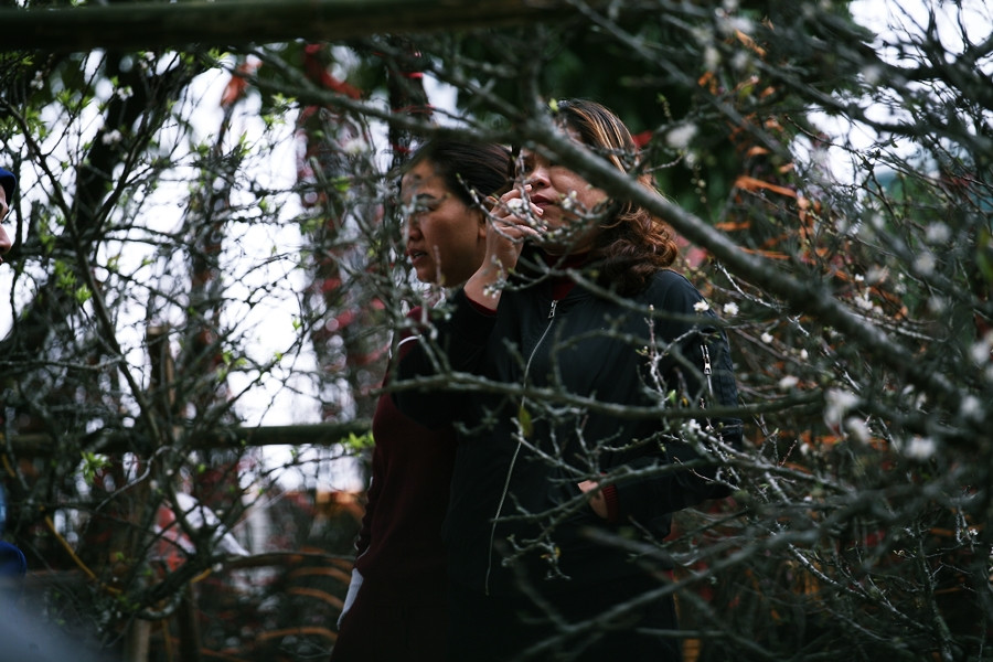 Người dân Thủ đô thích thú, thỏa sức ngắm nhìn, lựa chọn những cành mận rừng Tây Bắc dịp Tết Nguyên đán 2020.