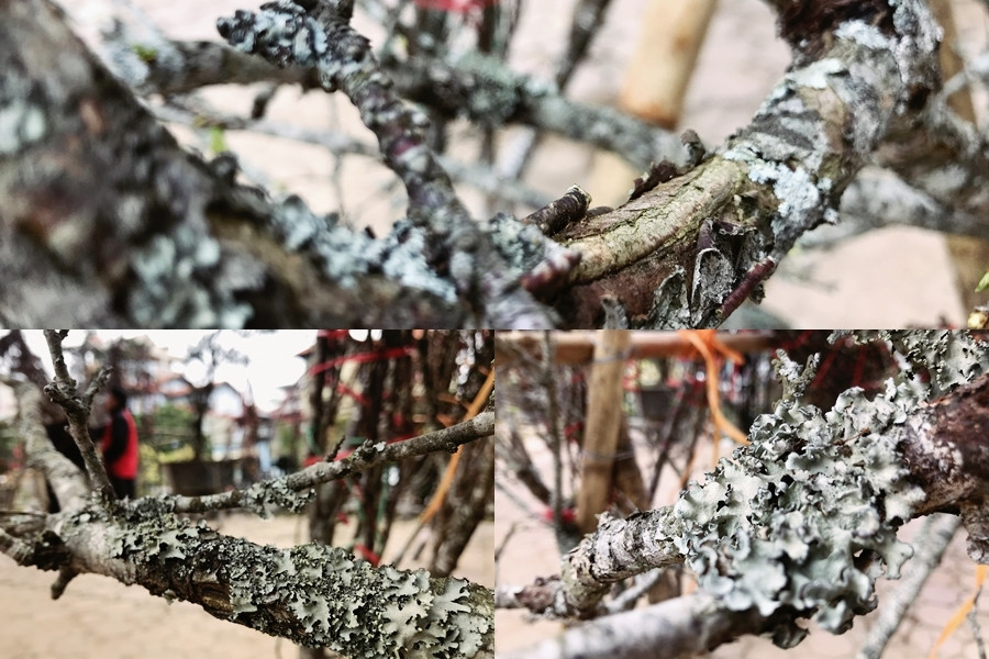 Theo anh Thành (người bán), những cành, cây mận trắng này được đi “săn” ở bản Tà Xùa (Mộc Châu, Sơn La). Sau khi “săn” được thì đặt trước với người dân địa phương khoảng 2 tháng trước khi đến Tết Nguyên đán Canh Tý 2020. Hầu hết, những gốc mận trắng đều có độ tuổi từ 20-30 năm, trên thân và cành xù xì đã xuất nhiều rêu mốc nhưng lại mang đậm nét riêng biệt của núi rừng Tây Bắc.