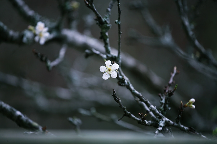 Cánh hoa mận mỏng manh.