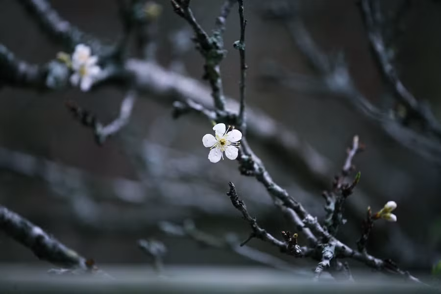 Cánh hoa mận mỏng manh.