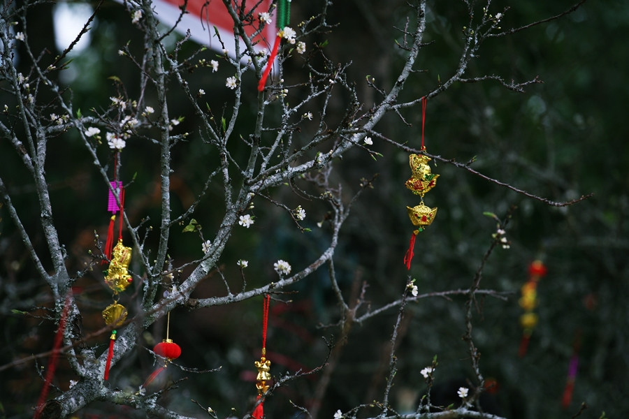 Để tăng thêm vẻ đẹp và không khí xuân về, nhiều cành mận được trang trí thêm những phụ kiện như pháo giấy, lì xì, vàng, tượng chuột, câu chúc…