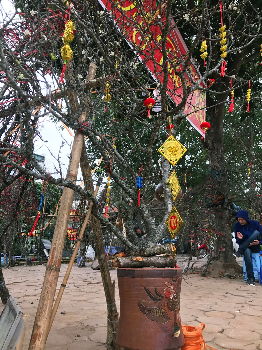 Theo anh Thành (người bán), bởi nét cổ kính và thuộc loại “hiếm” ở Thủ đô, trong khi tuổi của những cành, gốc mận rừng lên tới cả chục năm nên giá bán sẽ rơi vào 6-8 triệu đồng/gốc. Còn cành mận thì giá thấp hơn.