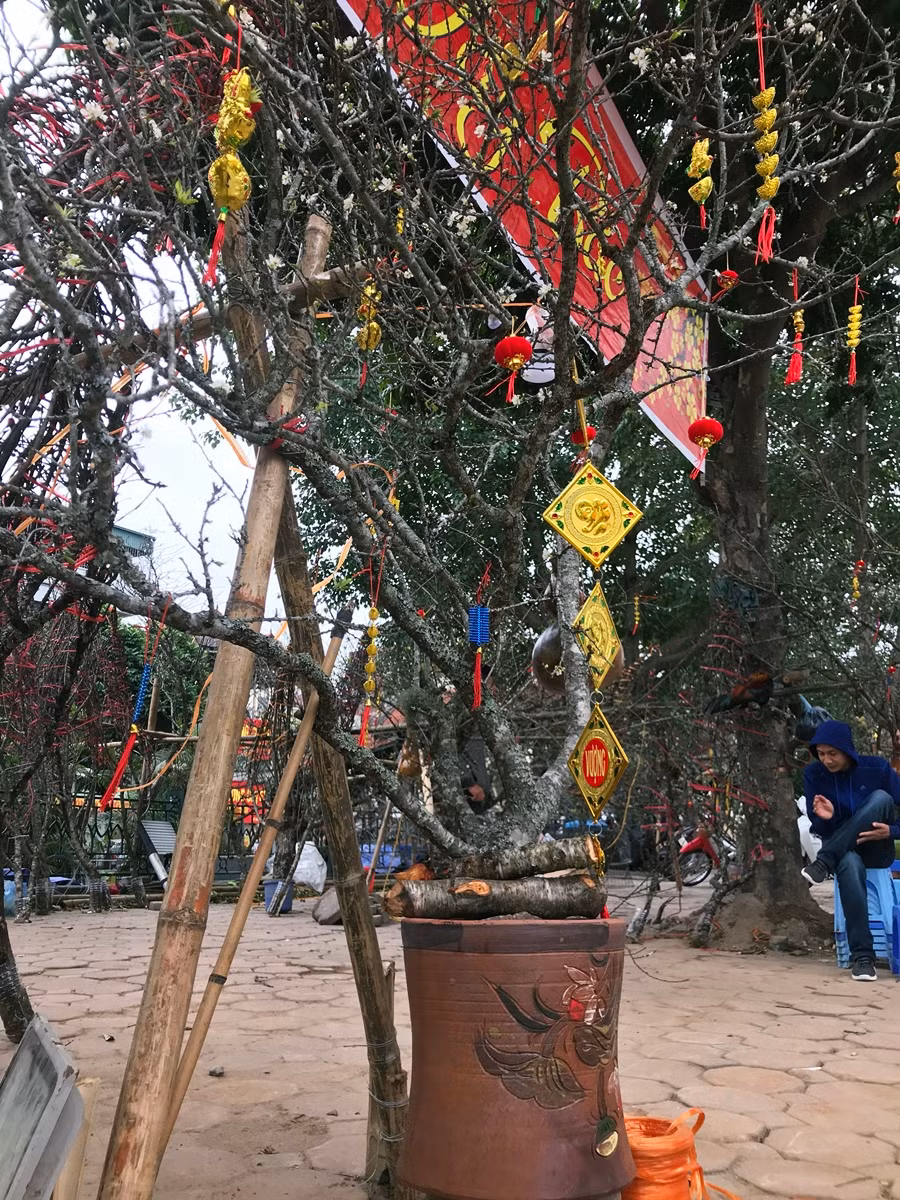 Theo anh Thành (người bán), bởi nét cổ kính và thuộc loại “hiếm” ở Thủ đô, trong khi tuổi của những cành, gốc mận rừng lên tới cả chục năm nên giá bán sẽ rơi vào 6-8 triệu đồng/gốc. Còn cành mận thì giá thấp hơn.