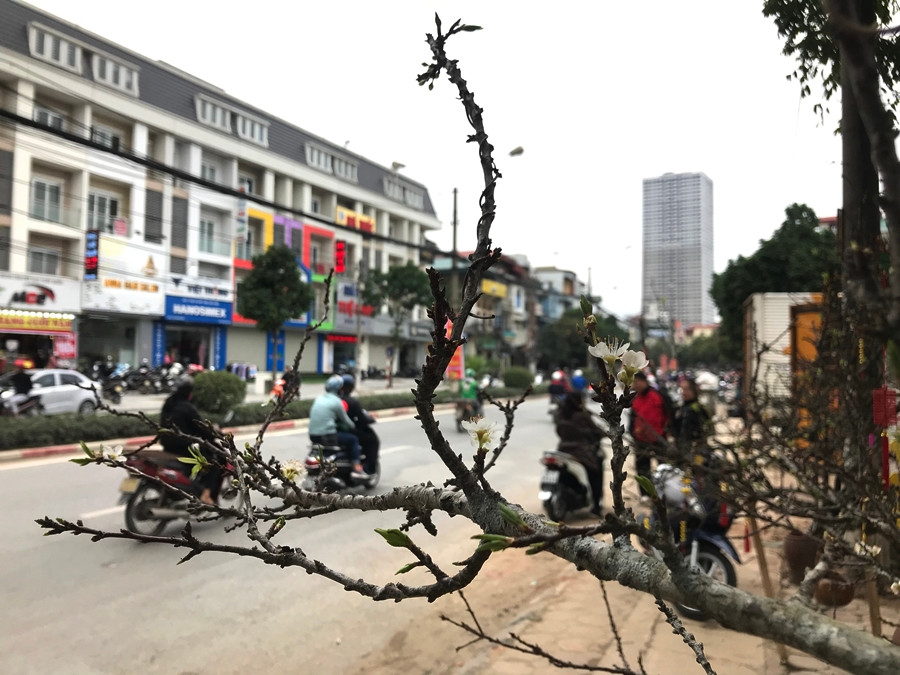 Thường thì hoa mận nở rộ vào khoảng thời gian cuối tháng 1 cho đến đầu tháng 2 dương lịch, sau đó kéo dài trong khoảng 2-3 tuần. Nếu thời tiết nắng ấm loài hoa này sẽ nở sớm hơn, còn lạnh thì nở muộn hơn.