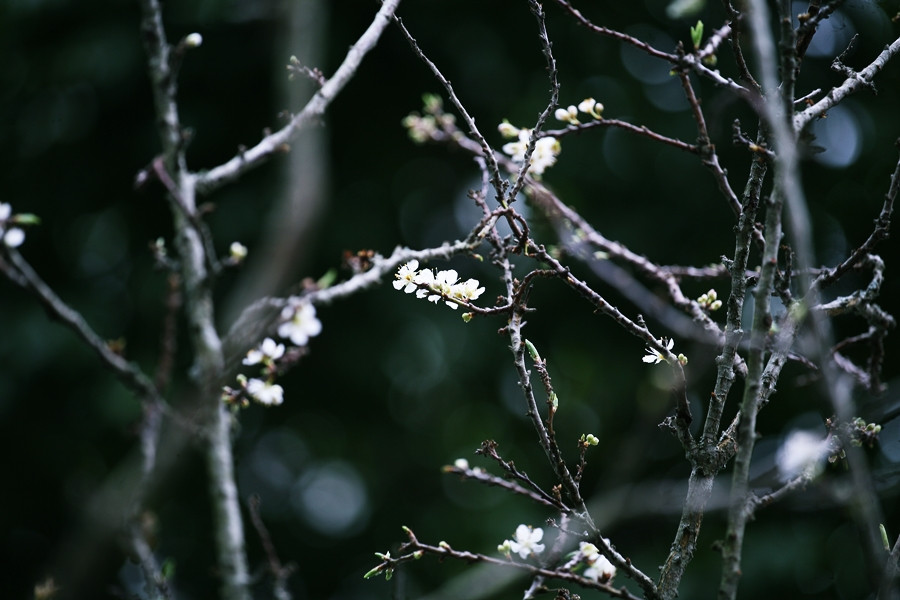 Hoa mận trắng tinh đang đua nhau bung nở giữa bầu trời Thủ đô.
