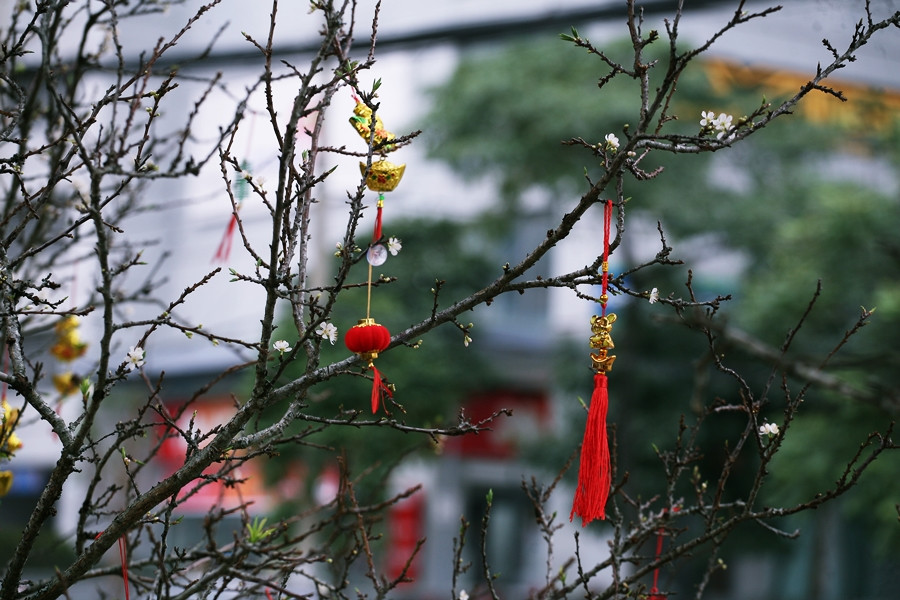 Cây mận trắng được trang trí thêm phụ kiện ngày Tết để trông thật nổi bật và hoàn hảo hơn nhằm thu hút khách.