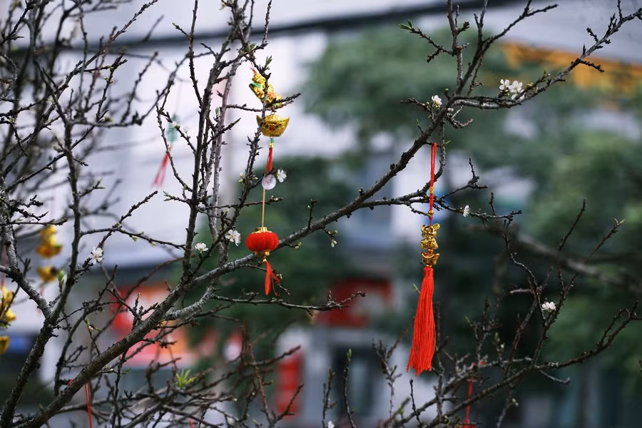 Cây mận trắng được trang trí thêm phụ kiện ngày Tết để trông thật nổi bật và hoàn hảo hơn nhằm thu hút khách.