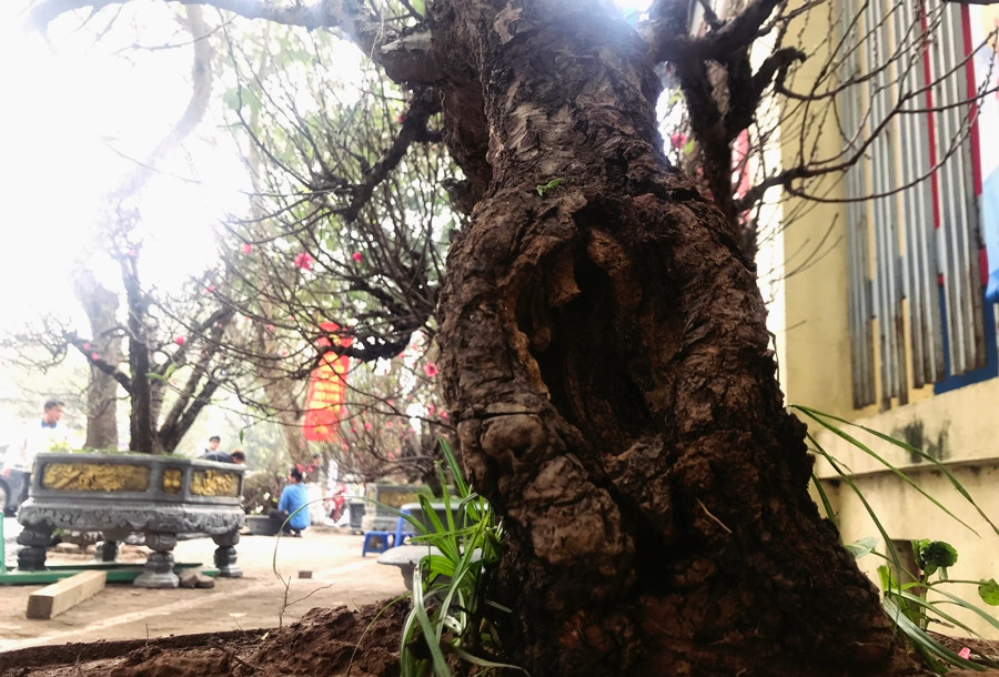 Trong khi đó, những cây đào nhỏ hơn sẽ được bán hoặc cho thuê với giá từ 10 -15 triệu đồng/gốc.